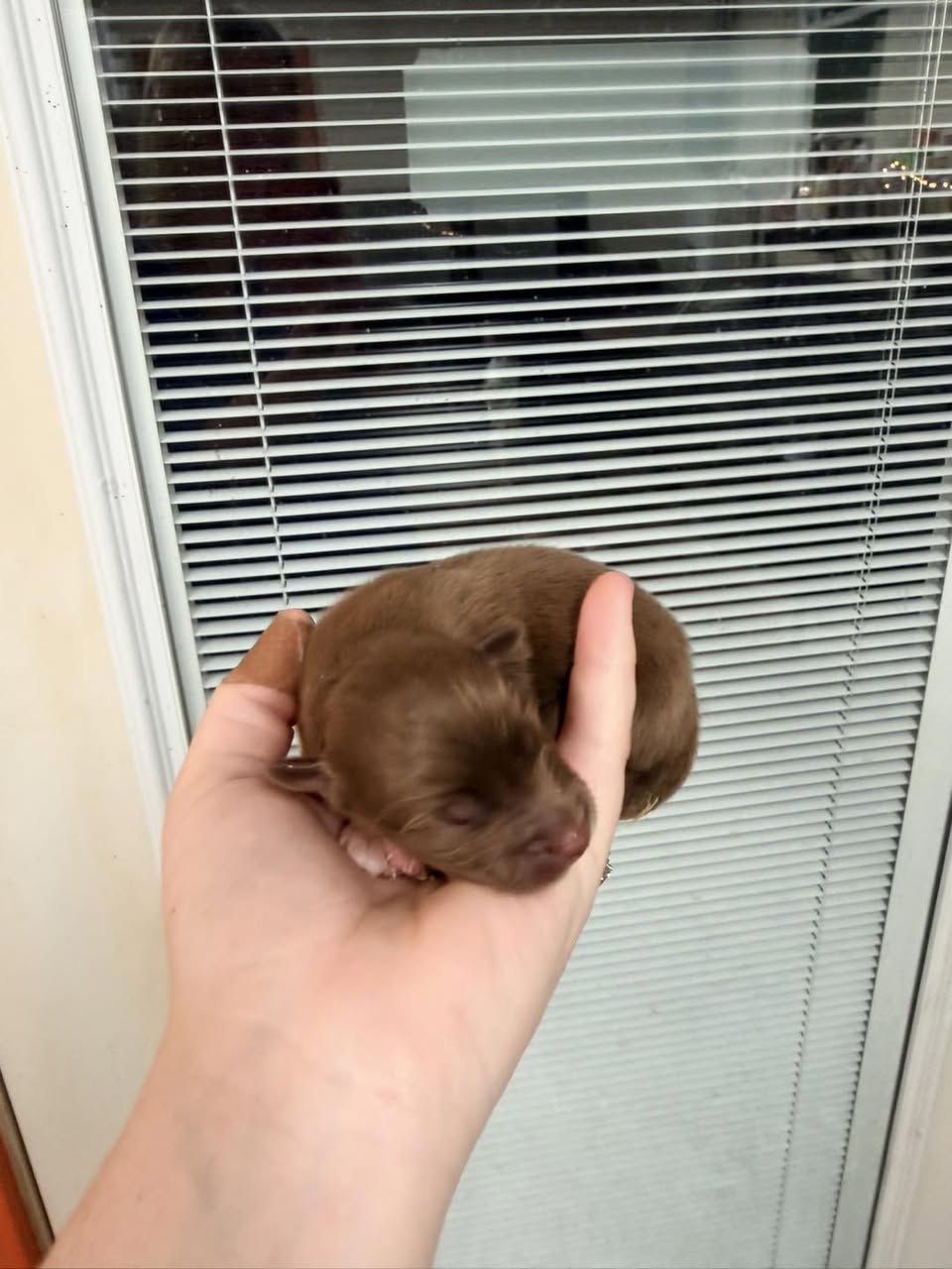 Little Pastures Australian Shepherd puppy outdoors