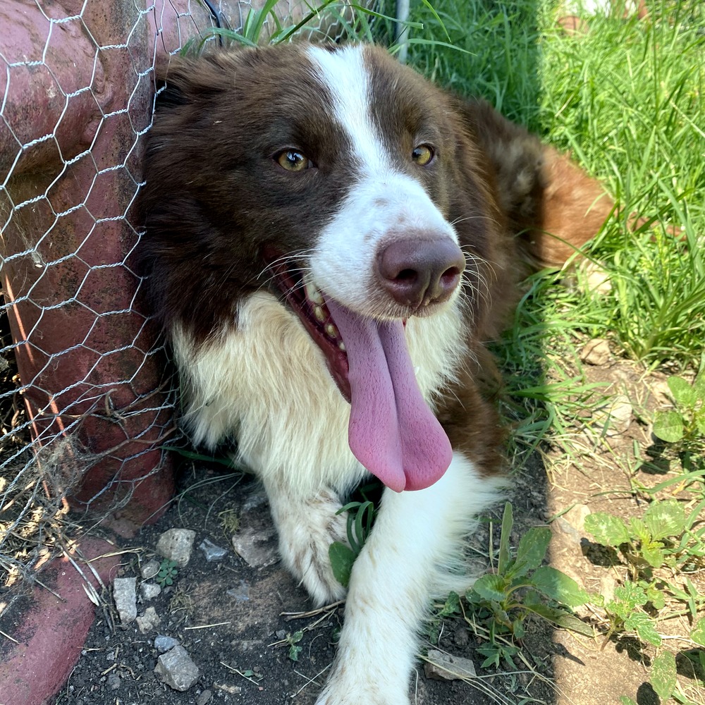 Little Pastures Australian Shepherd puppy outdoors