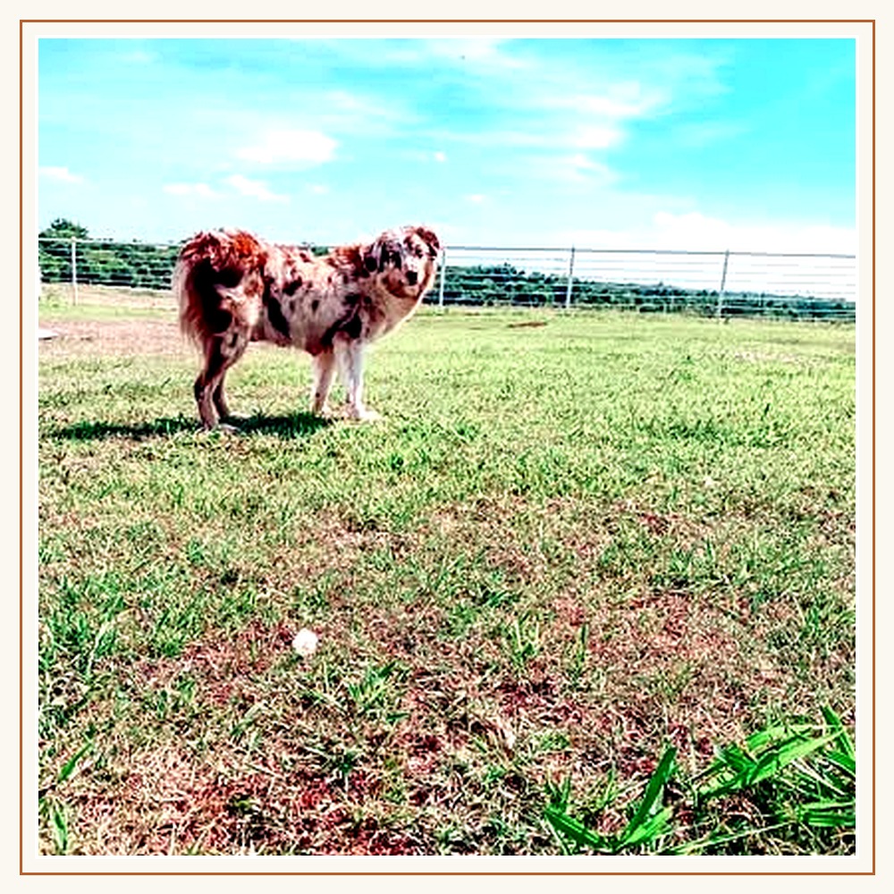 Little Pastures Australian Shepherd