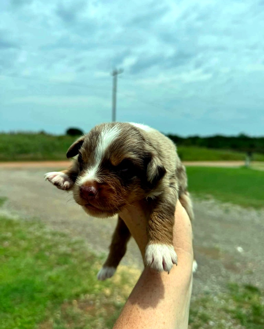 Bear, Red merle Male Australian Shepherd puppy
