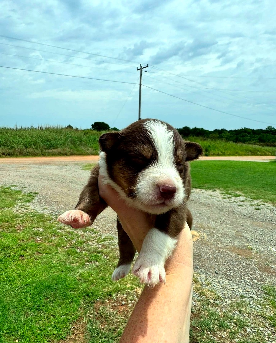 Boots, Red tri Male Australian Shepherd puppy