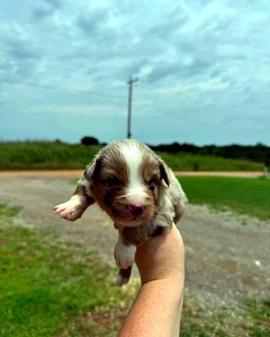 Teddy, Red merle Male Australian Shepherd puppy