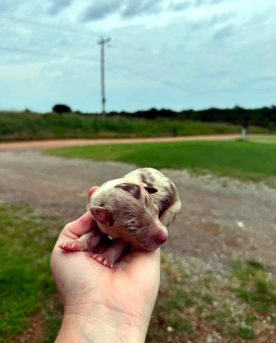 Poppy, Red merle Female Australian Shepherd puppy